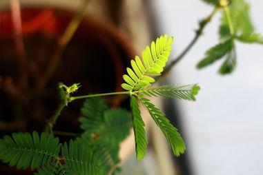 含羞草社区在线观看国产