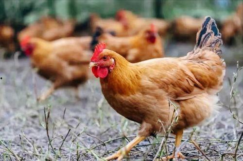 国产高级鸡在线,探寻中国鸡肉产业的崛起之路